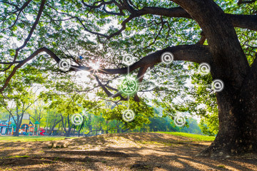 A Big rain tree over dry leaves on the ground in public park with oxygen icon with sunshine through...