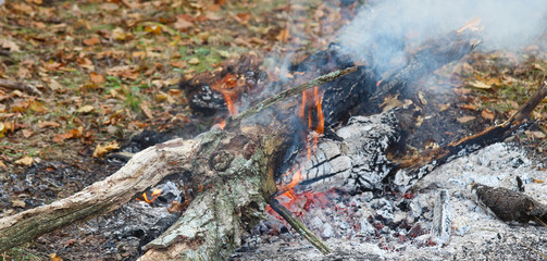 red burning fire smolders smolders burnt tree closeup