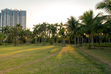 Obraz premium Palm trees during a wonderful sunset in a park near Hanoi, Vietnam