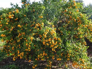 Fototapeta na wymiar Orange trees in the Algarve