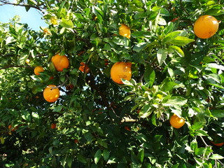 Orange trees in the Algarve