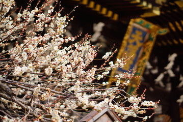 京都　北野天満宮の梅