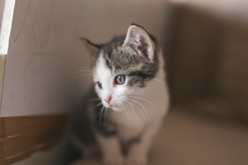 Little kitten playing