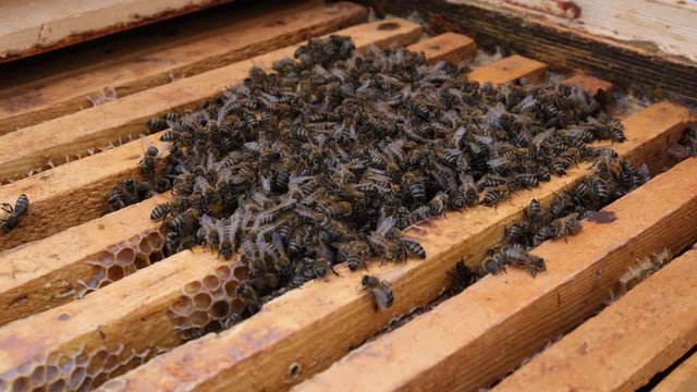 How bees winter in the hive. Overview of bee hive in winter. Wintering bees.