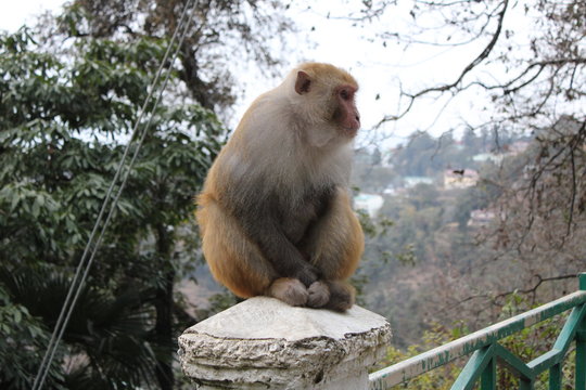 lovely @ monkey picture 