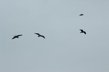 flock of seagulls