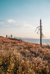 Lonely dried tree on a meadow with the ocean in the background