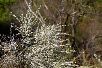 Retama white flowers blooming in spring