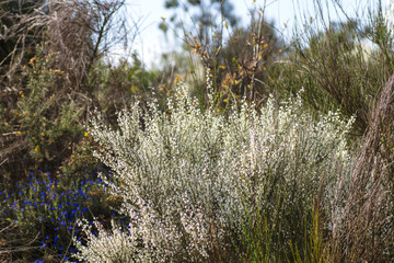 Retama flowers blooming in spring