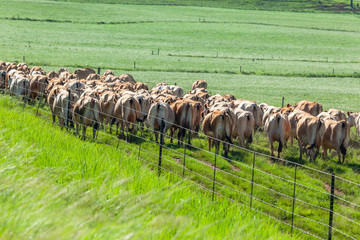 Cows Animal Herd Walking Rear Dairy Farm Field Summer