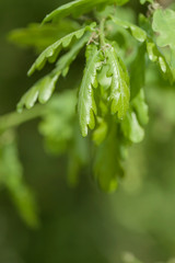 Quercus robur unfolding green foliage
