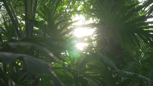 Dolly Jungle Plants Backlit With Sunbeam, Palm Tree, Tropical Environment