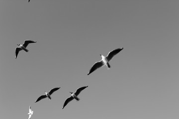 flock of seagulls flying in the sky
