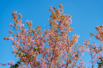 Colorful nature landscape spring forest background, Pink Wild Himalayan cherry blossom flower tree