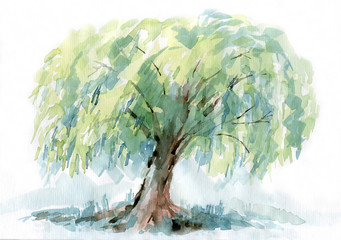 Willow watercolor drawing. Spreading branches, delicate color. © ozrolf