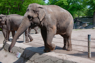 Fototapeta premium An elephant reaching to the people