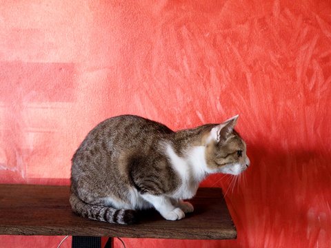 Close-up of tabby cat, take care of health of pets with sick cat concept.
