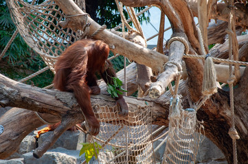Orangutang in a tree holding leaves