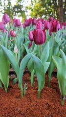 Flower garden Lily flower In Thailand, Chiang Rai Province In the 16th beautiful flower fair