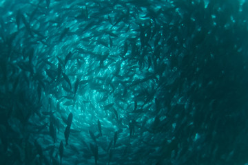 flock of fish inside the fish farm, breeding commercial fish in