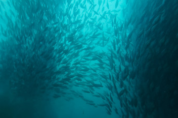 flock of fish inside the fish farm, breeding commercial fish in