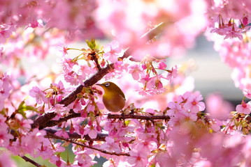 京都　河津桜とメジロ