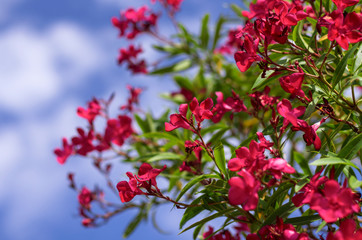Blooming red oleander shrub on the background of the blue sky in springtime