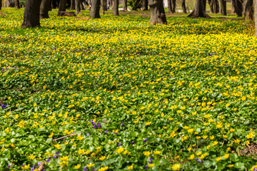 Obraz premium Spring natural background. Blooming forest meadow of yellow flowers.