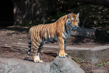 A posing tiger looking away to the left
