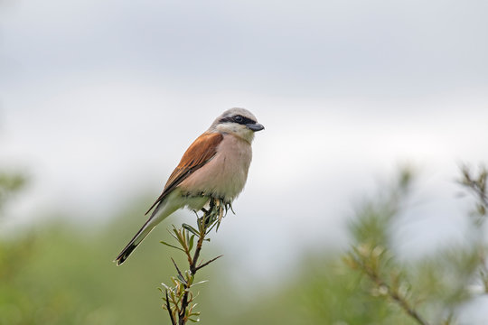 Red backed shrike (Lanius Collurio). male. Red backed shrike (Lanius Collurio) in the natural environment