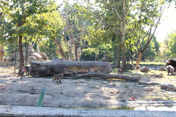 monkeys in the water