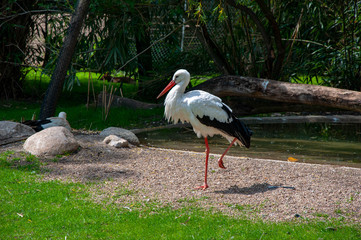 A white heron bird walking the lawn in the park