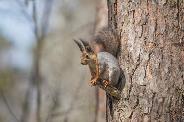 Detailed portrait of red squirrel in natural environment. Eurasian red squirrel, Sciurus vulgaris....