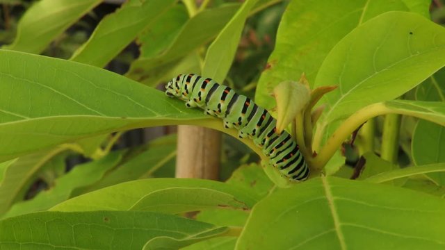 Caterpillar of the Papilio machaon
