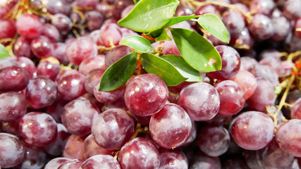 Purple grapes ripe on the stems