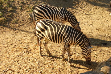 Fototapeta na wymiar zebra animals