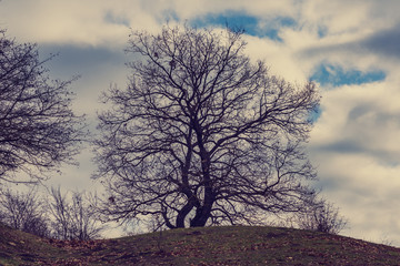 Fototapeta na wymiar Bare tree without leaves on a hill