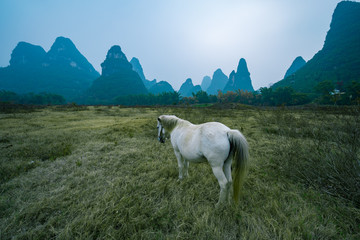 Fototapeta premium A white horse in karst hills