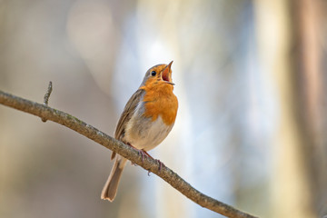 European robin (Erithacus rubecula) close up in the natural environment. 