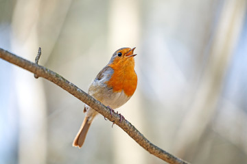 European robin (Erithacus rubecula) close up in the natural environment. 