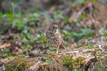 Song Thrush (Turdus philomelos). 