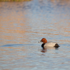 Common pochard male (Aythya ferina) on water. Pochard swimming in the lake.. Male Common pochard on the water. 