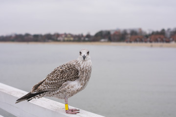 Photo of a seagull with tags on its paws sitting on a wooden pier on the background of the sea coast on a cloudy day
