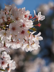 cherry tree blossom