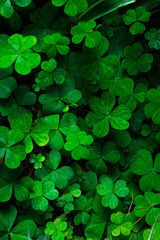 Green clover background, selective focus