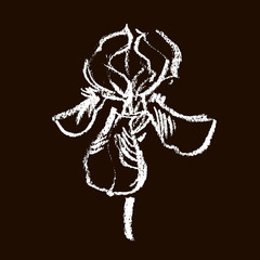 Vector flower logo. Floral background. Calligraphy chalk. Stylized calligraphic chalk iris.