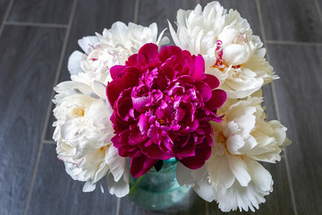Top view on lush white and one pink peony in a glass vase on a gray wooden floor background. Beautiful bouquet as a gift on a happy holiday. Selective focus