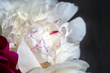Fototapeta na wymiar Closeup view of a lush white pink yellow peony against a blurred gray background. Beautiful flower as a gift for the holiday. Bouquet of delicate flowers. Top view. Selective focus