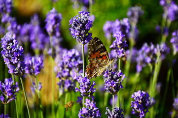 butterfly on a flower