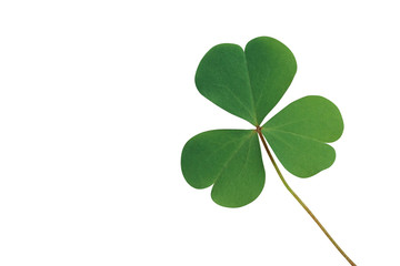 Three heart-shaped leaflets of lemon clover or yellow woodsorrel (Oxalis spp.) a herbaceous ground cover weed plant resemble a clover in shape isolated on white background, clipping path included.
